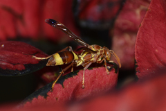 Polistes stigma tamulus