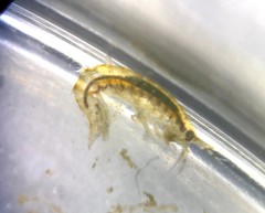 Gammarus mucronatus