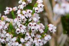 Erica margaritacea