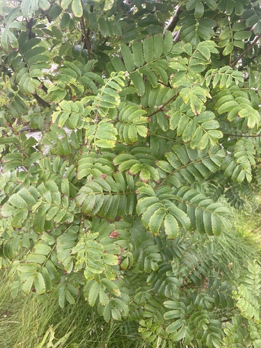 European mountain ash