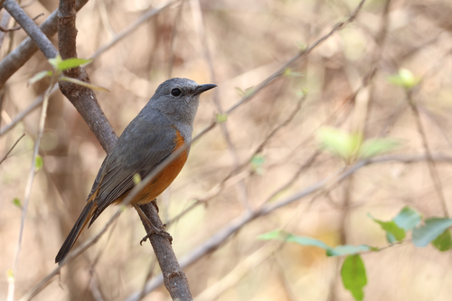 iNaturalist image