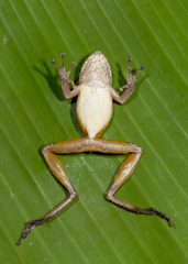 Scinax garbei