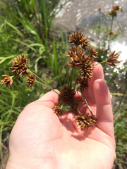 Rhynchospora glomerata