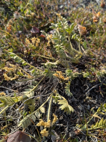 Maydell's Point-vetch
