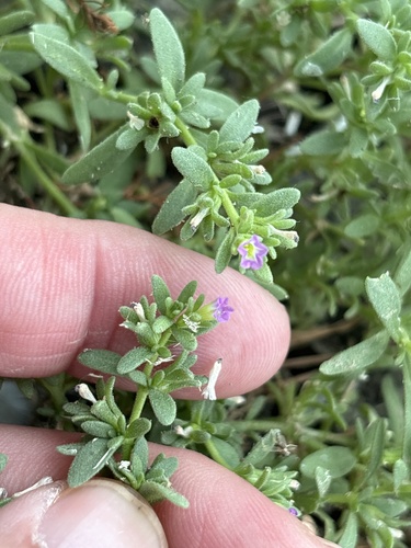 Calibrachoa parviflora