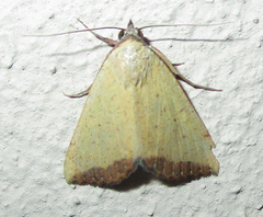Phytometra subflavalis
