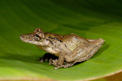 Scinax garbei