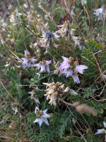 Alpine Milkvetch