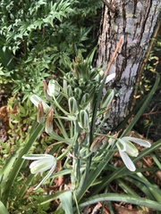 Albuca batteniana