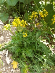 Sisymbrium austriacum