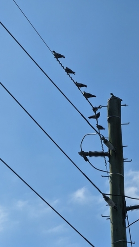Feral Pigeon