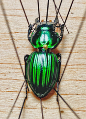 Pasimachus subangulatus