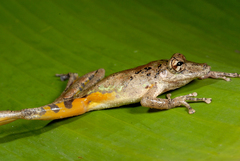 Scinax garbei