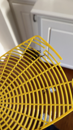 Eastern Lion Fly