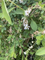 Exochorda