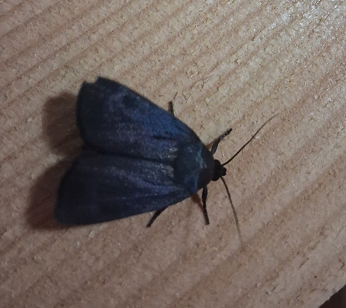 Amphipyra livida