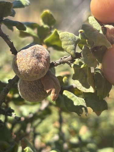 Dried Peach Gall Wasp seen in Sonoma Valley