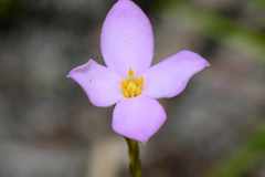 Lachnaea uniflora