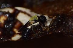 Megachile disjuncta