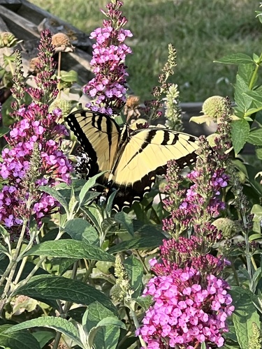 Eastern Tiger Swallowtail