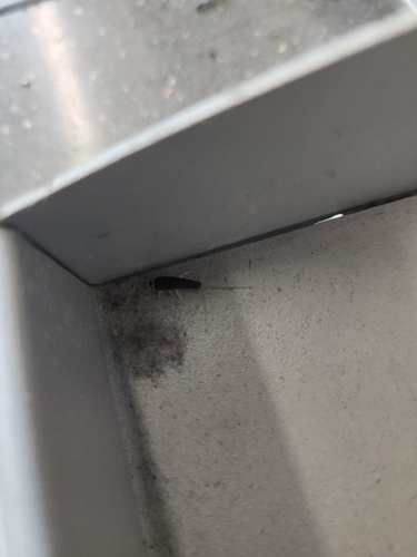 Long-tailed Silverfish