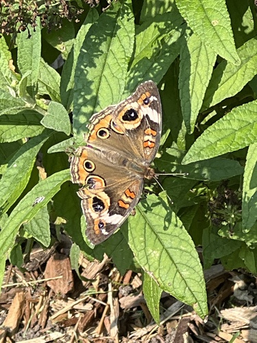Common Buckeye