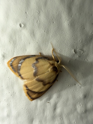 Paremonia argentata