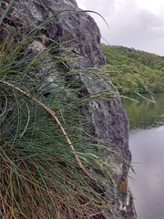 Festuca pallens