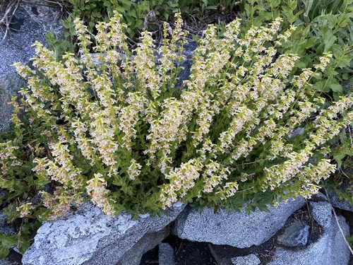 Penstemon deustus, photograph 5