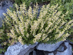 Penstemon deustus, photograph (c) fern Wildtruth, some rights reserved (CC BY)