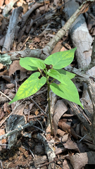 Endodeca serpentaria