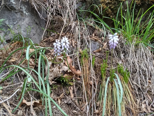 Image of Muscari pallens by (c) janapar, some rights reserved (CC BY)