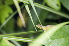 Takydromus stejnegeri