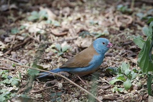 Blue-capped Cordon-bleu (Uraeginthus cyanocephalus), photo 3