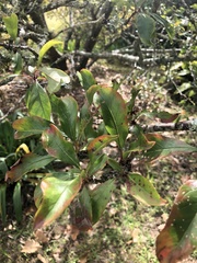 Prunus armeniaca