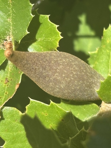 Beaked Spindle Gall Wasp seen in Sonoma Valley