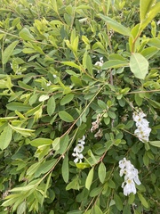 Exochorda