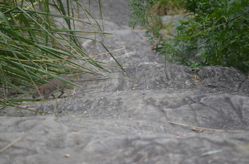 Rat photographed near here on 2026-08-05