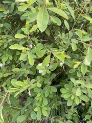 Exochorda
