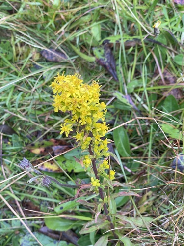 European goldenrod