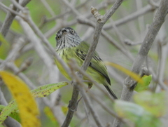 Todirostrum maculatum