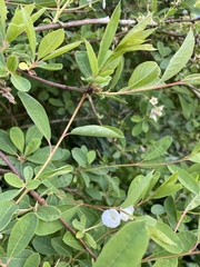 Exochorda