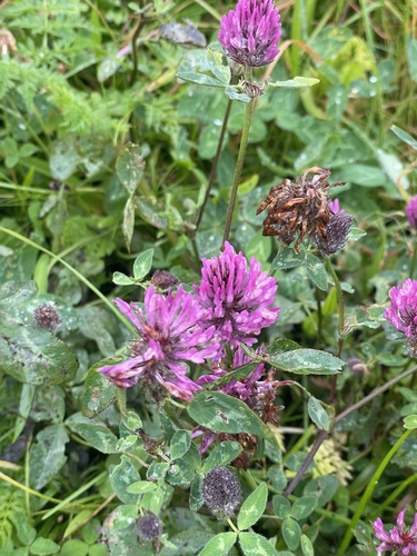 Red Clover