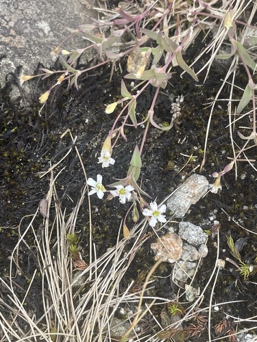 Rock Campion