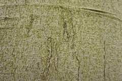 Zimmermannia liebwerdella