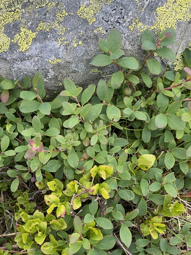 bog bilberry