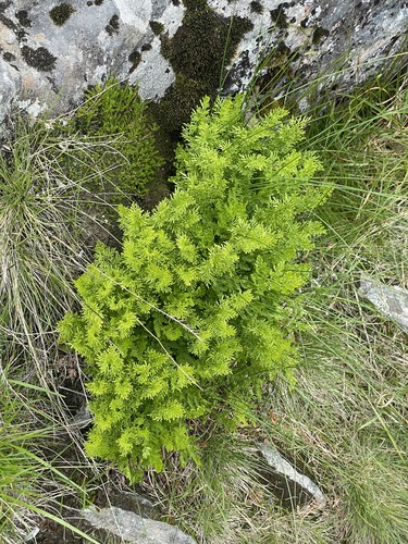 parsley fern