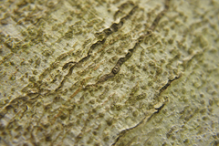 Zimmermannia liebwerdella