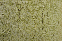 Zimmermannia liebwerdella