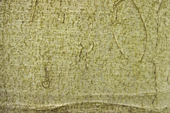 Zimmermannia liebwerdella